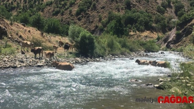 Bakan Pakdemirli genç veterineri sosyal medyadan kutladı