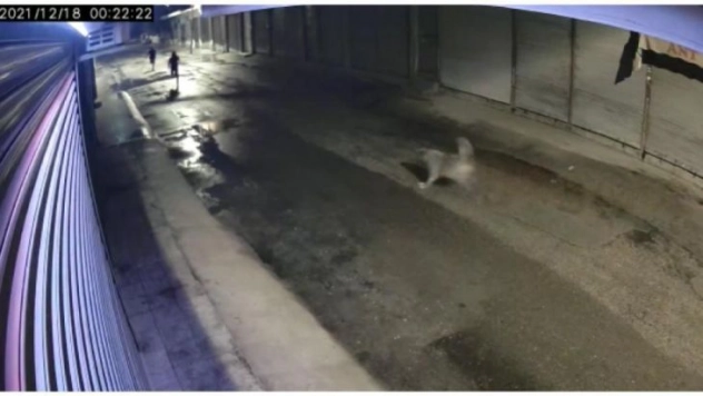 Bakkala giren hırsızları köpek kovaladı