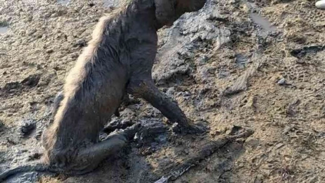 Balçığa saplanan yavru köpeği belediye kurtardı