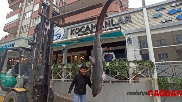 Balıkçıların ağına 200 kiloluk köpek balığı takıldı