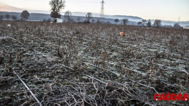 Balıkesir'de zirai don uyarısı