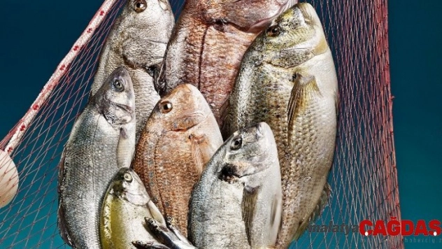 Balıklar bu yarışma ile meşhur olacak