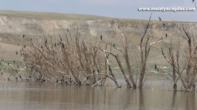 Baraj suyu çekildi, ağaçlar ortaya çıktı