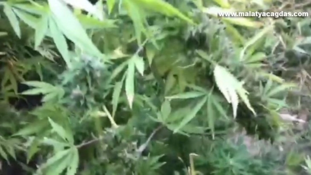 Barınak olarak kullandıkları alana hint keneviri diktiler