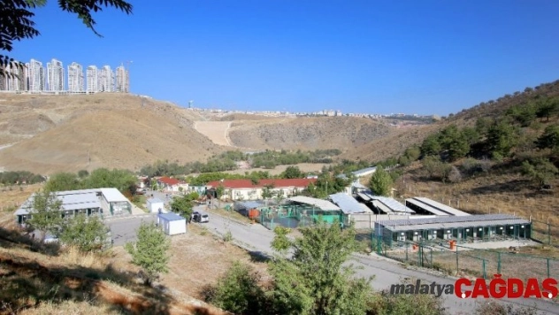 Barınakta kanser tedavisi