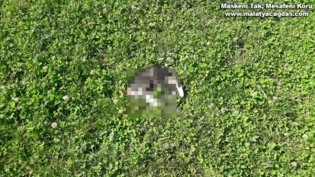 Başı kesilerek telef edilen yavru kedi tedirgin etti