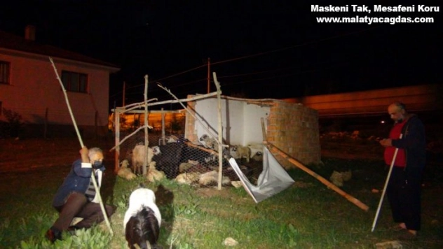 Başıboş köpekler, 12 koyunu telef etti