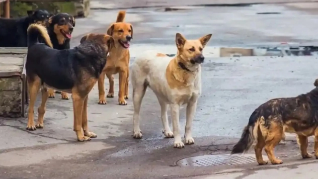 Başıboş köpeklerin saldırdığı 4,5 yaşındaki çocuk yaralandı
