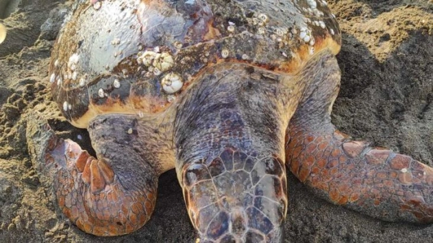 Başına darbe alan yaralı caretta carettayı cankurtaranlar kurtardı