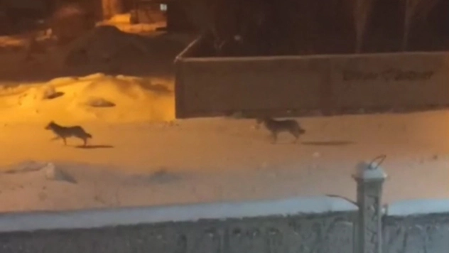 Başkale'de aç kalan kurtlar ilçeye indi