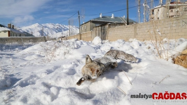Başkale'de eksi 20 derecede yiyecek arayan tilki dondu