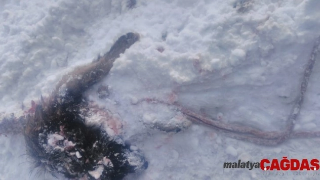 Başkale'de yiyecek arayan kurtlar köpeği parçaladı