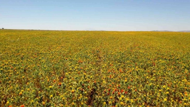 Başkan Büyükkılıç: 'Aspir yağında ilk sırada olacağız'