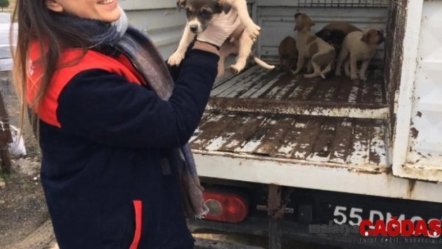 Başkan Demirtaş'tan sokak hayvanları için çağrı