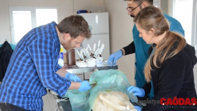 Başkan Üçok: 'Sokak hayvanlarını kısırlaştırıp aşılayıp yaşatıyoruz'