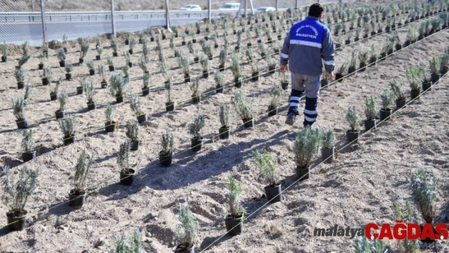 Başkent'i lavanta kokuları saracak