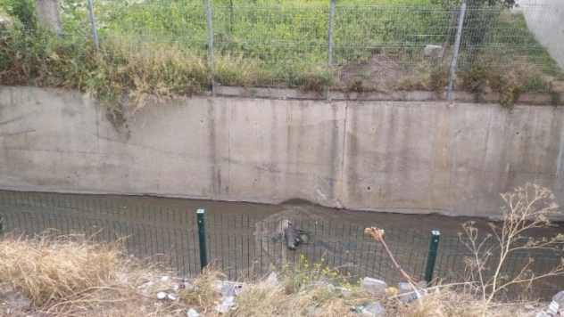 Başkent'te 3 köpek zehirlenip su kanalına atıldı