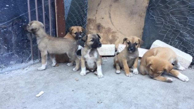 Başkent'te zehirlenen 3 köpek telef oldu