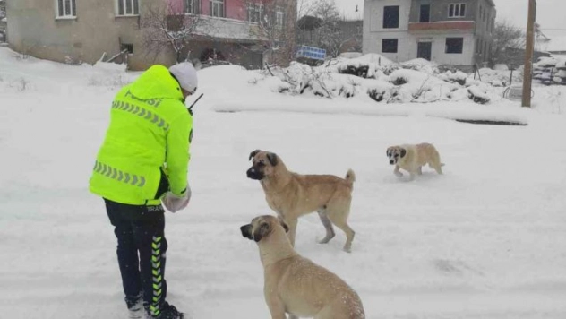 Baskil Kaymakamlığı sokak hayvanlarını unutmadı