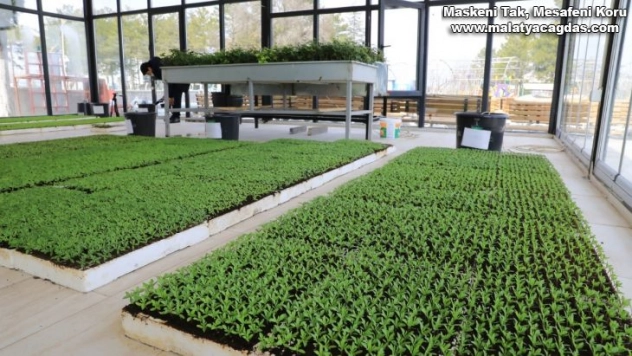 Battalgazi'de cam seralarda süs çiçekleri yetiştiriciliyor