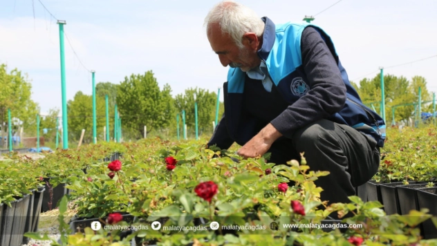 Battalgazi'nin Park e Bahçeleri Kendi Ürettiği Çiçeklerle Güzelleşiyor