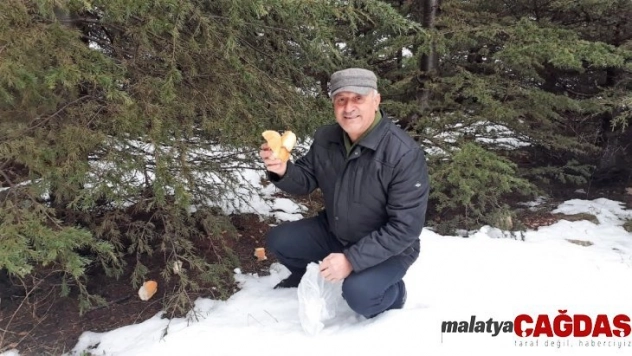 Bayat ekmekleri toplayıp yaban hayvanlarına bırakıyor