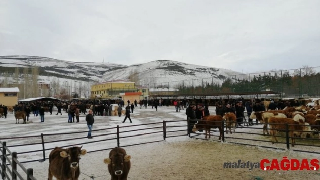Bayburt Belediyesi canlı hayvan pazarında hizmet vermeye devam ediyor