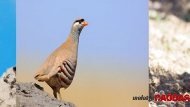 Bayburt'ta keklik ve tavşan avı yasağı başladı