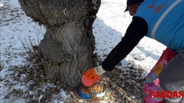 Bayburt'ta sokak hayvanlarına yem bırakıldı
