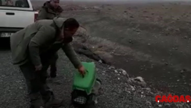 Baykuş yırtıcısı doğaya salındı