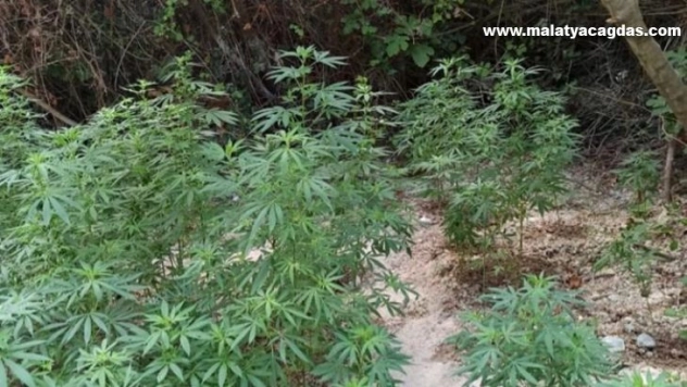 Belen'de 200 kök Hint keneviri ele geçirildi