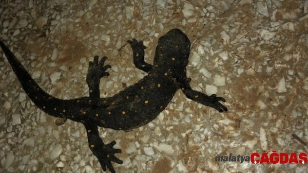 Benekli Anadolu Semenderi odunlukta görüntülendi
