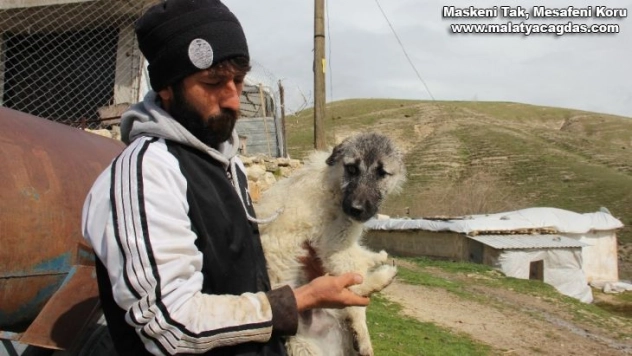 Beş ayaklı engelli köpek yürüyemiyor