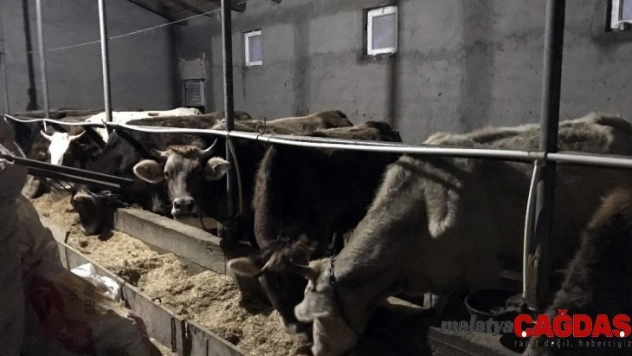 Besicilerin umudu Kurban'a kaldı