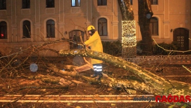 Beşiktaş Dolmabahçe'de yola devrilme tehlikesi bulunan ağaç kesildi