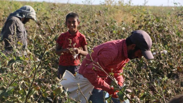 Beyaz altında hasat devam ediyor