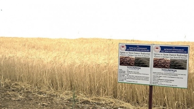 Beydağı na 3 yeni yeni arpa çeşidi ekildi