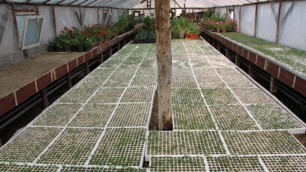 Beypazarı Belediyesi seraları kışlık çiçek ekimine başladı