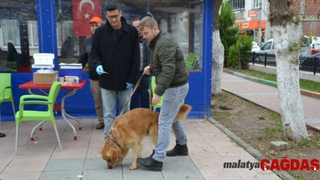 Biga'da kedi ve köpekler kuduza karşı aşılanıyor