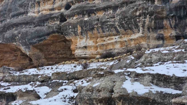 Bin 600 rakımda sürülerin yolculuğu kamerada