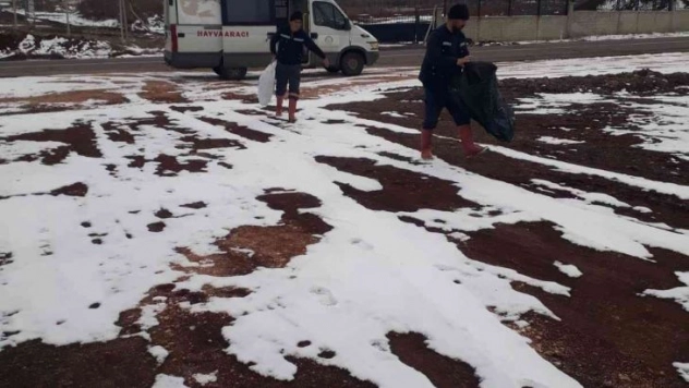 Bingöl Belediyesi  sokak hayvanlarını unutmadı