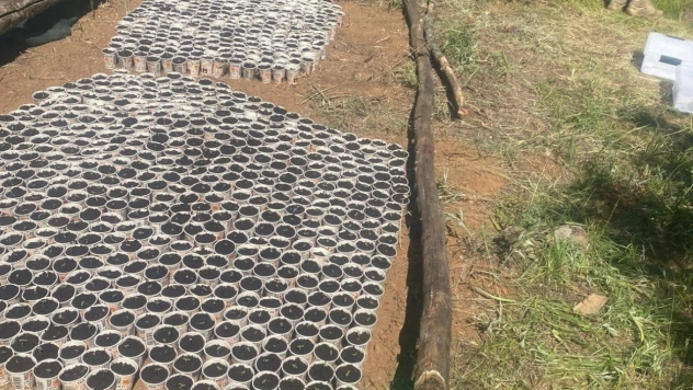 Bingöl'de 2 bin 900 kök Hint keneviri ele geçirildi