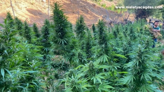 Bingöl'de 225 bin kök kenevir ve 95 kilo esrar ele geçirildi, 1 şüpheli de gözaltına alındı