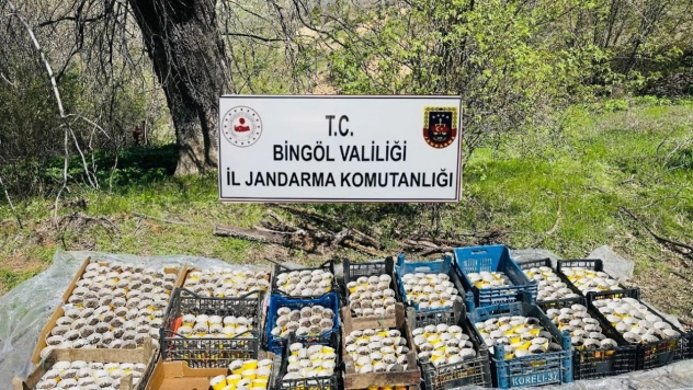 Bingöl'de 480 kök kenevir ele geçirildi