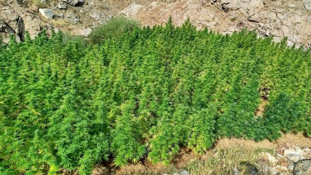 Bingöl'de 5 bin 162 kök kenevir ele geçirildi