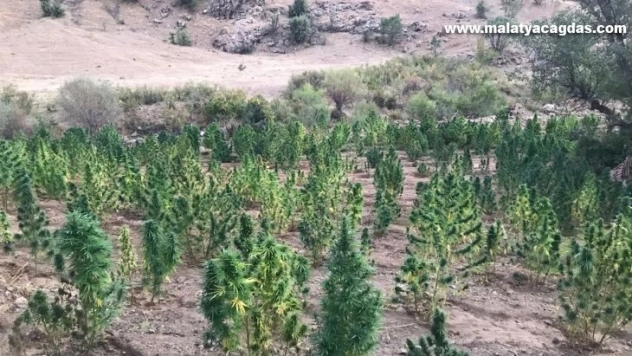 Bingöl'de 591 kilo esrar ve 251 bin kök kenevir geçirildi: 3 gözaltı