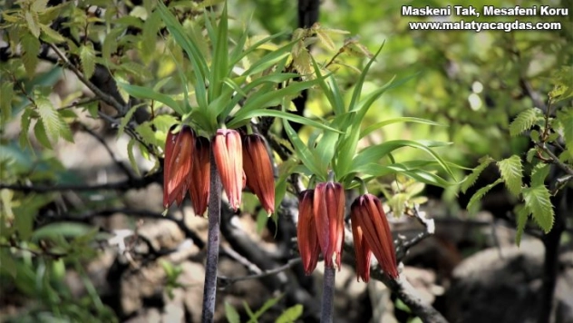 Bingöl'de açan ters lalelerin şöleni sona ermeye başladı