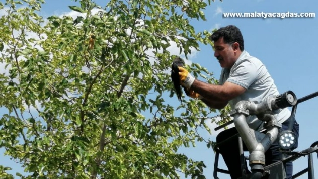 Bingöl'de ayağı ağaç dalına takılı kalan karga kurtarıldı