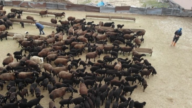 Bingöl'de baharın habercisi kuzular anneleriyle buluştu