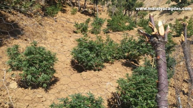 Bingöl'de bin 100 kök kenevir ve 21 kilo esrar ele geçirildi